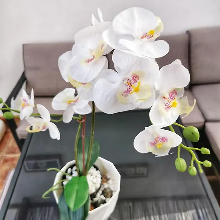 Costa Haven * Costa Del Silencio